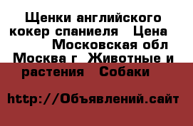  Щенки английского кокер спаниеля › Цена ­ 12 000 - Московская обл., Москва г. Животные и растения » Собаки   